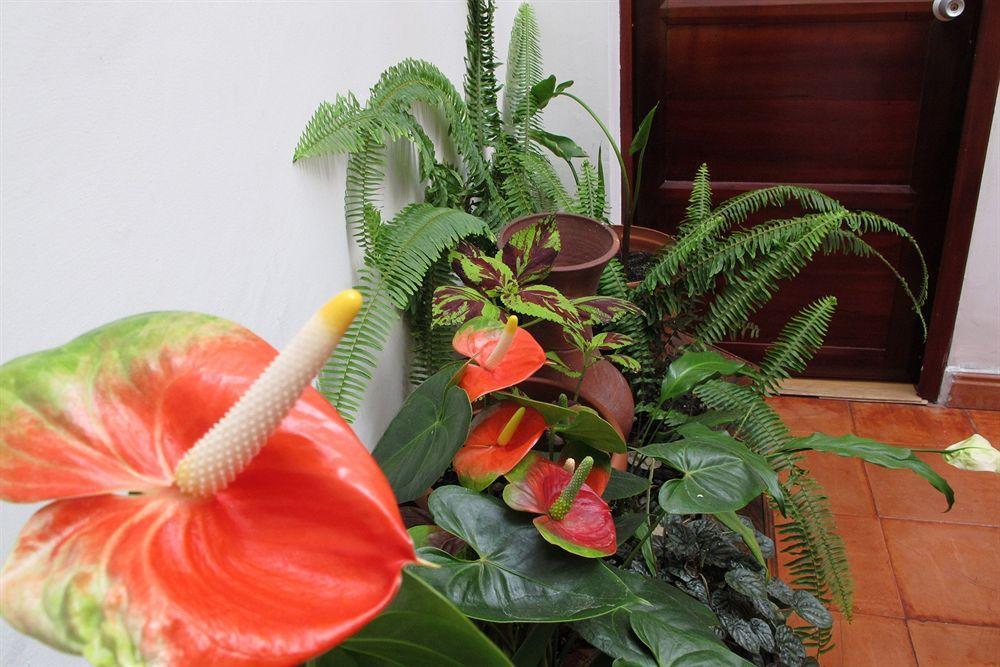 Hotel Frances La Maison Pasto Exterior photo